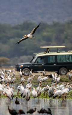 Lake Manyara National Parke